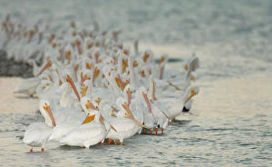 Images Dated 18th February 2006: USA, Florida, Placida. Flock of white pelicans on sandbar