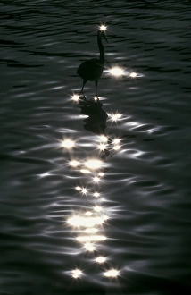 Art Morris Prints: USA, Florida, Placido. Great blue heron wades amid sparkling highlights in water