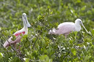 Species Prints: USA - Florida - Roseate Spoonbill at Merritt Island National Wildlife Refuge