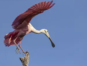 Wading Prints: USA, Florida. Roseate spoonbill ready for flight