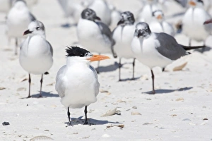 Specie Prints: USA - Florida - Royal Tern on beach