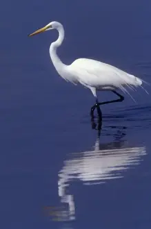 Wading Bird Prints: USA, Florida, Sanabel, , Ding Darling National Wildlife Refuge, Great Egret