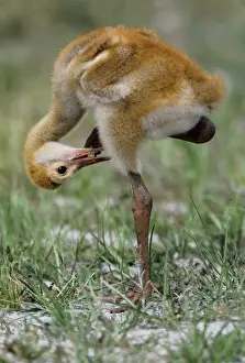 Preening Prints: USA, Florida. Sandhill crane chick stands on one leg while preening feathers. Credit as