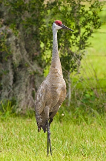 Images Dated 1st June 2011: USA, Florida. Sandhill Crane (Grus canadensis) Everglades Florida