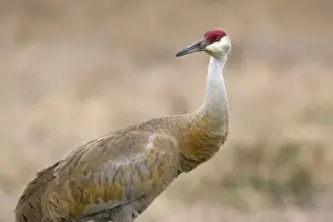 Species Prints: USA - Florida - Sandhill Crane near Lake Kissimmee State Park