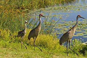 Parent Prints: USA, Florida. Sandhill crane parents and young