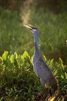 Images Dated 2nd July 2024: USA, Florida. Sandhill crane standing tall calling out in the early morning winter air