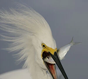USA, Florida, Sanibel. Head close-up of snowy egret swallowing baitfish. Credit as