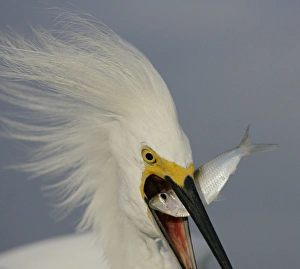 Art Morris Prints: USA, Florida, Sanibel. Head close-up of snowy egret swallowing baitfish. Credit as