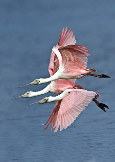 Sanibel Island Prints: USA, Florida, Sanibel Island, Florida, Ding Darling NWR, Three Roseate Spoonbills
