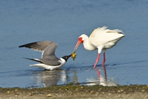 USA, Florida, Sanibel Island, J. N. Ding Darling NWR, bird Laughing Gull and White