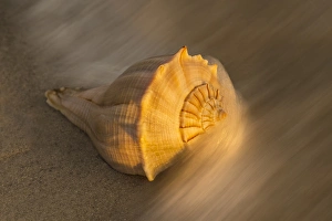 USA, Florida, Sanibel Island. Lightning whelk shell on beach sand