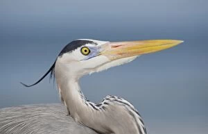 USA, Florida, Sanibel. Portrait of great blue heron in breeding plumage
