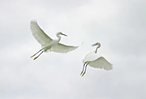 USA, Florida, Sanibel. Two snowy egrets engage in aerial fighting