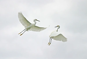 Images Dated 1980: USA, Florida, Sanibel. Two snowy egrets engage in aerial fighting