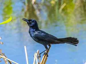 Reed Prints: USA, Florida, Sarasota, Boat-tailed Grackle