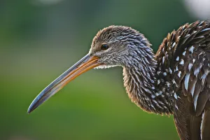 Boardwalk Prints: USA, Florida, Sarasota, Celery Fields, Limpkin, on Boardwalk Railing