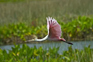 Images Dated 6th August 2020: USA, Florida, Sarasota, Celery Fields, Roseate Spoonbill, Flying