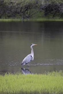 Sea Grass Prints: USA, Florida, Sarasota, A grey heron at Myakka River State Park