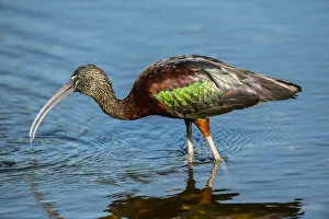 Images Dated 3rd January 2021: USA, Florida, Sarasota, Myakka River State Park, Glossy Ibis