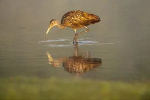 USA, Florida, Sarasota, Myakka River State Park, Wading Bird, Feeding, Limpkin