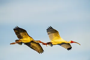 USA, Florida, Sarasota, Myakka River State Park, White Ibis flying