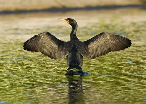Images Dated 28th September 2021: USA, Florida, Sarasota, Myakka River State Park, Double-crested Cormorant
