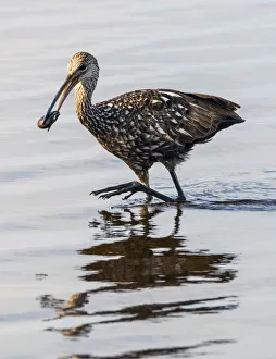 USA, Florida, Sarasota, Myakka River State Park, Limpkin Feeding on Apple Snail