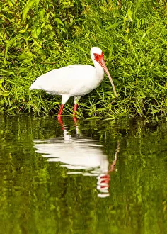 Images Dated 28th September 2021: USA, Florida, Sarasota, Myakka River State Park, Wading Bird, Feeding, White Ibis