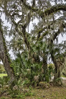 USA, Florida, Sarasota, Myakka River State Park