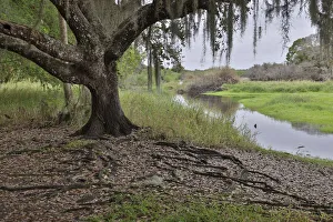 Images Dated 21st June 2021: USA, Florida, Sarasota, Myakka River State Park