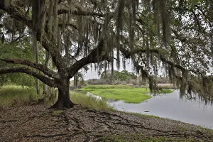 Images Dated 21st June 2021: USA, Florida, Sarasota, Myakka River State Park