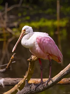 Images Dated 31st December 2020: USA, Florida, Sarasota, Myakka River State Park, Perched Roseate Spoonbill