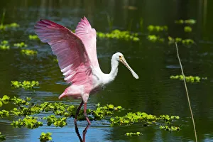Images Dated 27th December 2020: USA, Florida, Sarasota, Myakka River State Park, Roseate Spoonbill Wings Raised
