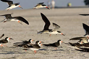 Images Dated 7th May 2005: USA, Florida, Sarasota, South Lido Beach, Black skimmers on the beach, Rynchops niger