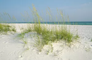 Images Dated 15th June 2006: USA, Florida, Shell Island, St. Andrews SRA, Panama City, Sea Oats on Sand dunes