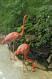 USA, Florida, Silver Springs Nature Theme Park, pink flamingoes