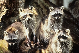 Joanne Williams Prints: USA, Florida, Silver Springs. Raccoon family portrait