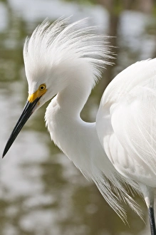 Images Dated 1st June 2011: USA, Florida. Snowy Egret (Egretta thula) Everglades, Florida