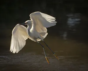 Wading Prints: USA, Florida. Snowy egret flying up to nest