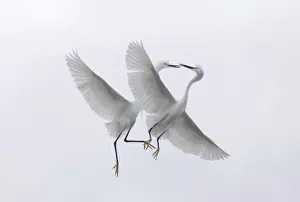 Communication Prints: USA, Florida, Two snowy egrets with outstretched wings interacting in midair