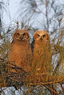 USA, Florida, De Soto. Great horned owlets sit on tree limb