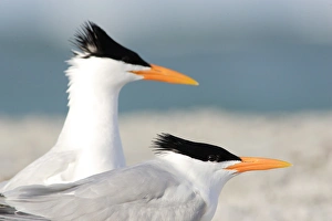 Tern Prints: USA, Florida, South Lido Beach, Pair of Royal Terns, Sterna maxima
