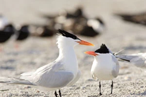 Images Dated 14th April 2005: USA, Florida, South Lido Beach, Royal Tern courtship behavior, Sterna maxima
