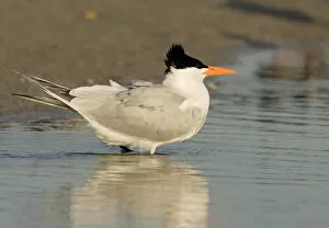 Images Dated 14th April 2005: USA, Florida, South Lido Beach, Royal Tern in saltwater pond, Sterna maxima