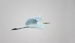 USA, Florida, South Venice. Flying great egret lit with flash in predawn at the Venice Rookery