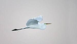 Flash Prints: USA, Florida, South Venice. Flying great egret lit with flash in predawn at the Venice Rookery