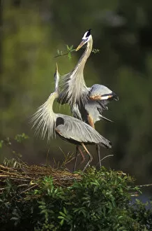 Images Dated 26th June 2007: USA, Florida, South Venice. Great blue herons in a courtship display at the Venice Rookery