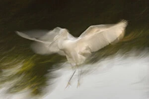 Images Dated 12th May 2006: USA, Florida, St. Augustine. Abstract of snowy egret landing