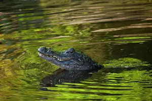 USA; Florida; St. Augustine; Alligator in the rookery at the Alligator Farm
